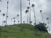 Miablakes