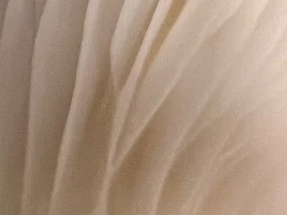 FunTimezzzzz profile