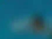 02 - Alina angel - grandes tetas en la piscina.