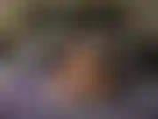 La ama de casa BadGirlHalexxx se folla con un consolador mientras usa lencería sexy y tacones, obtiene un coño súper jugoso y cremoso, termina usando un vibrador para chupar el clítoris que la hace correrse.