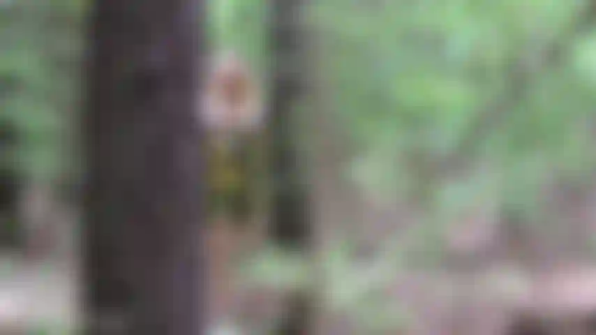 V412 árbol público chupar y follar creampie.