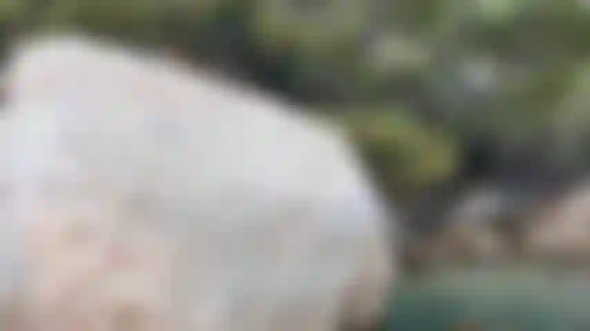 Todo se siente tan apretado en este boxeador blanco.