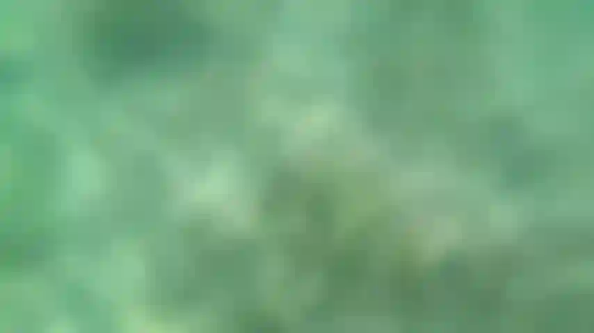 Relajarme y nadar desnudo con mis aletas.