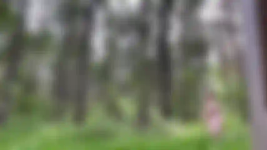 Desnudándome en el bosque, esperando que nadie me atrape = vestido de verano.