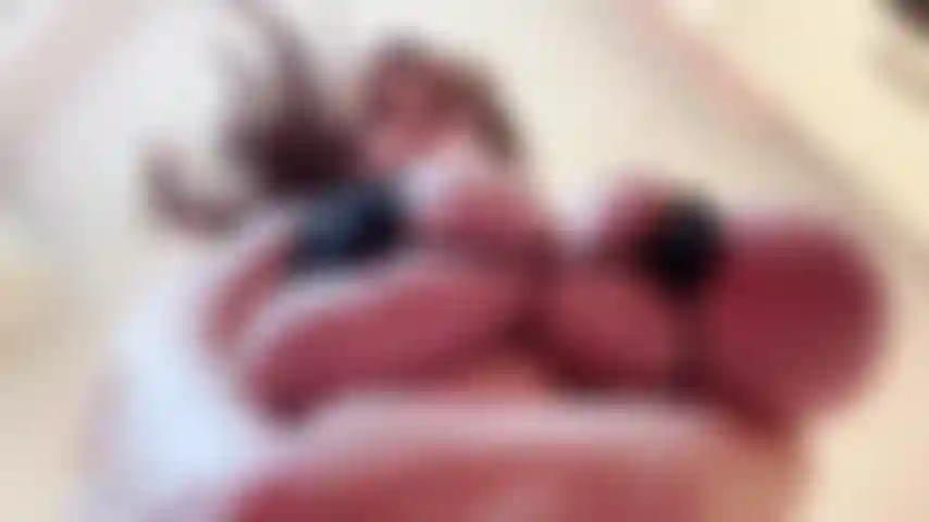 Micro bikini, pechos aceitosos, rebote y charla sucia.