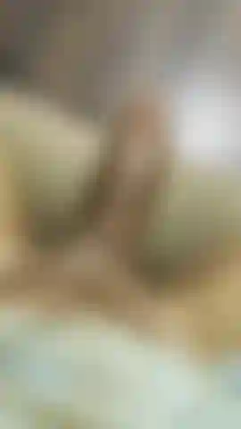 Verbal trans polla negra.