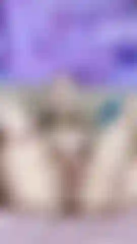 Mi coño mojado sueña contigo).