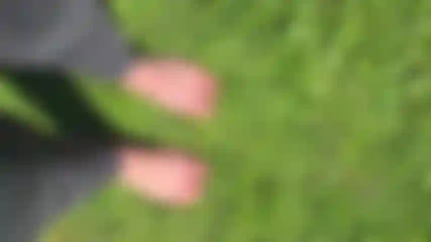 Bare feet walking outside on the grass