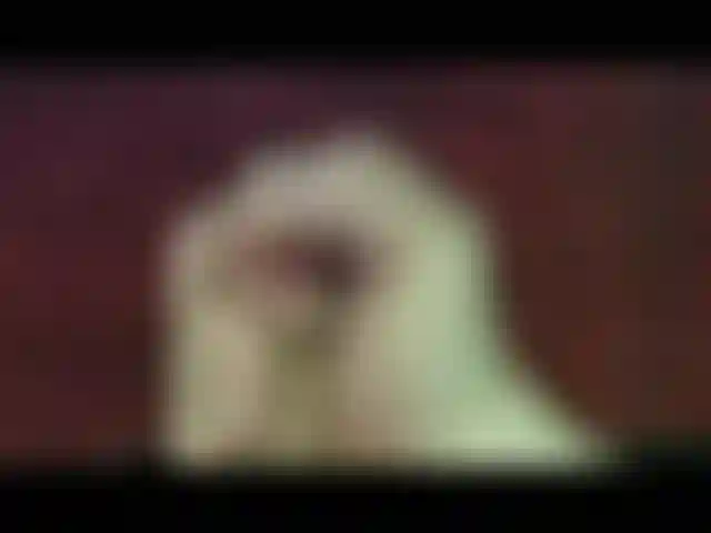 Mira cómo explota esta polla!