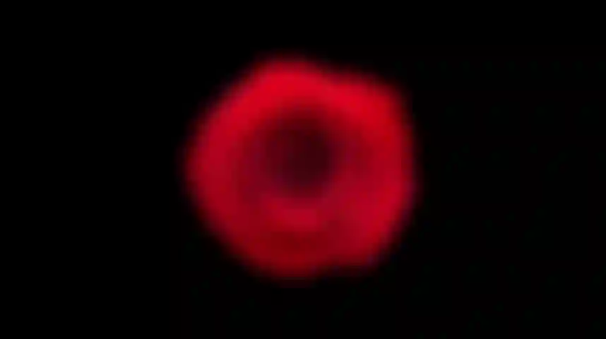 Woofie - X