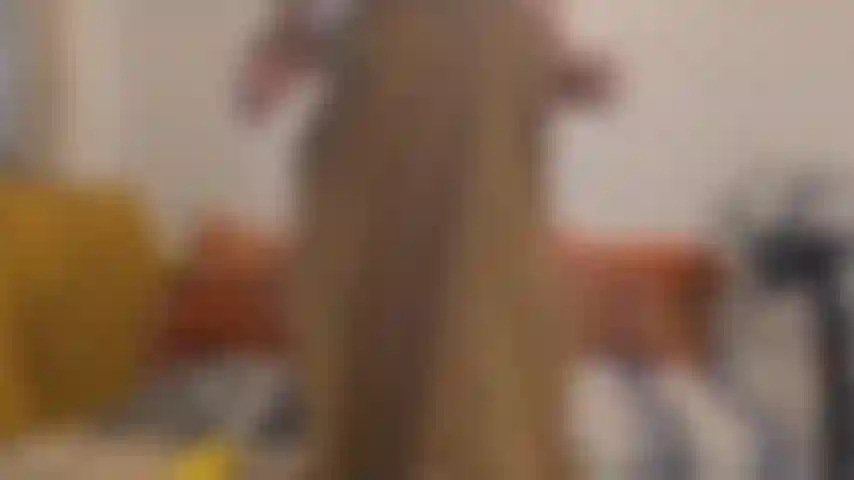 Jade is back this week with a Corn on the Cob for #FoodieFridays where she will be fucking different foods each week.  Drop me a dm with your suggestions for the next food you want me to fuck!