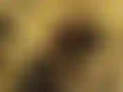 Eres demasiado patética para tener una cita, pero te dejaré ser mi puta de pies. Los lamerás y adorarás todos los días. ¿Sexo? Nunca. Pero dejaré que te masturbes tu pequeña polla siempre y cuando te comas todo tu semen.