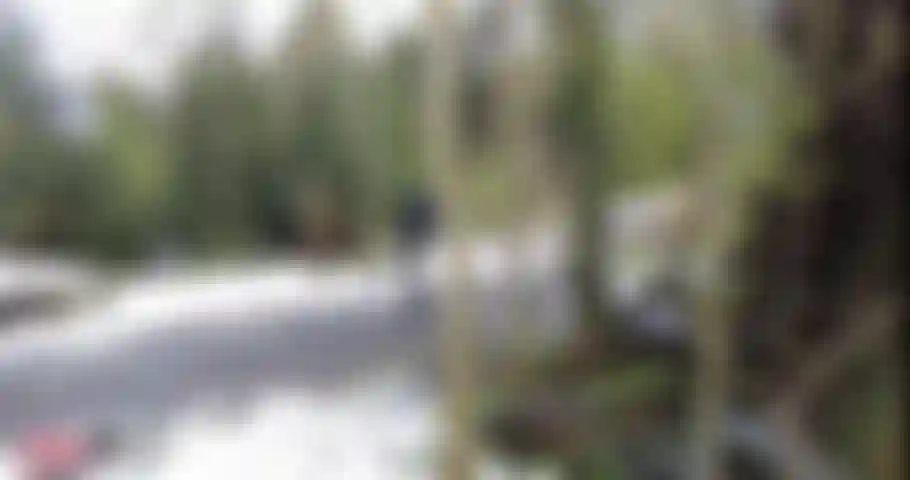 De goma en el bosque.