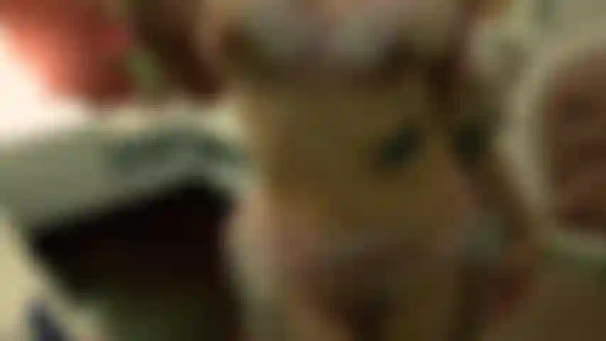 Video explícito. Sangre fresca.