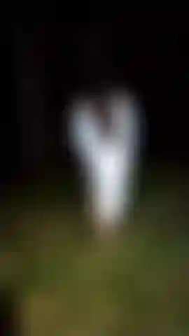 Muestro un pecho en el bosque.