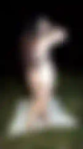 Perrita en el bosque.