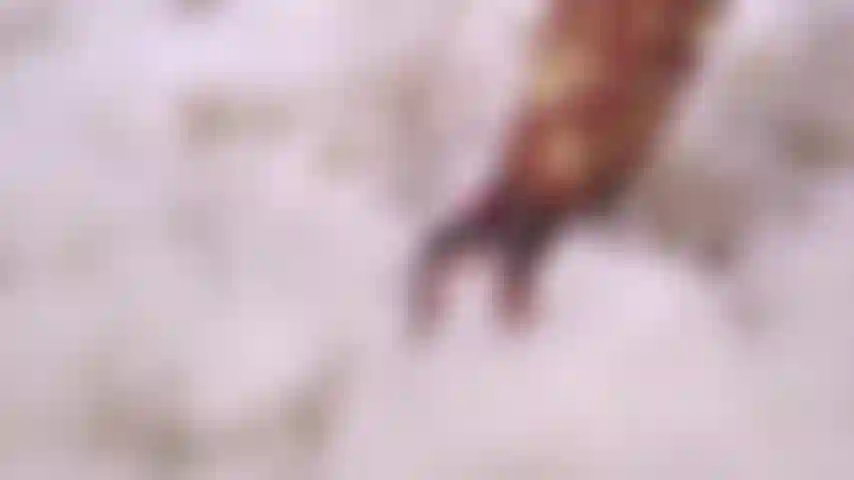 Dia de los enamorados.