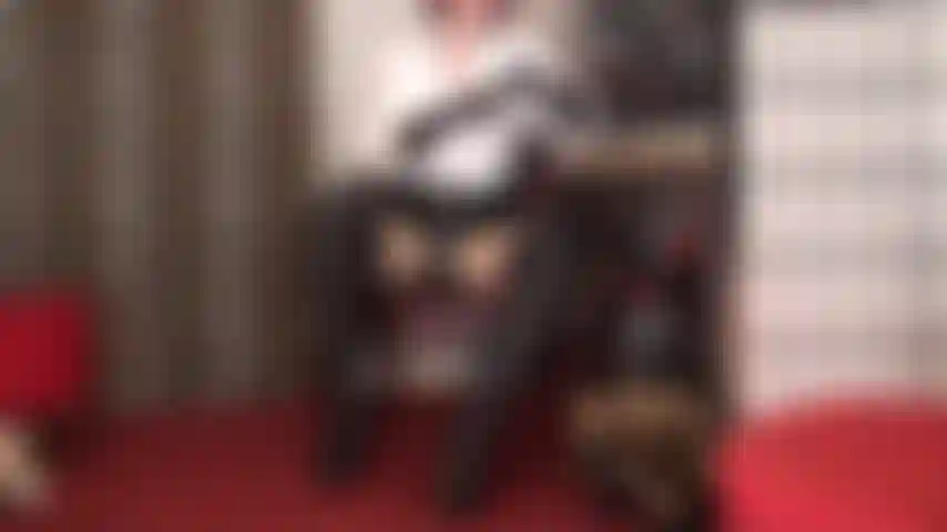 La combinación de botas de cuero negro y strap-on es tu mayor debilidad. 20 Cm de strap-on son justo el tamaño perfecto para que puedas chuparlo, pero primero mi ama te hace practicar con su tacón de 1,50 m. Si eres un buen chico, después podrás follar con estas botas.