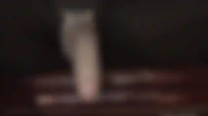 Adoración intensa con strap-on. Mi ama sabe que estás deseando complacer su hermosa polla enorme, llena de saliva. Tu boca de puta está abierta de par en par para recibir el delicioso néctar que su polla alimenta.