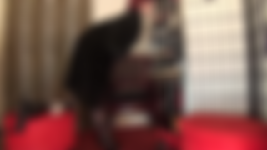 Fetiche de pieles, strap-on, pegging... El esclavo peludo tiene un culo apretado. Vestida con un largo abrigo de piel negro, con fusta en mano, mi ama seguramente puede convencerlo de que use su strap-on de chico virgen más pequeño mientras su pene está envuelto en un suave chal de piel.