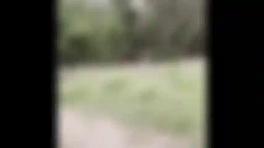 Caminata desnuda: mírame desnudarme en el bosque.