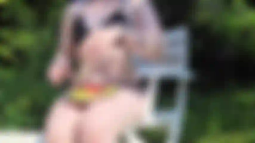 ¡El verano está en pleno apogeo! ¡Mírame devorar esta jugosa sandía mientras me bronceo en bikini!