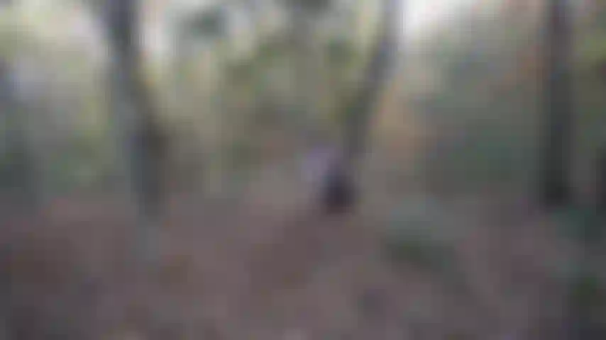 Corre conmigo afuera en el bosque ;).