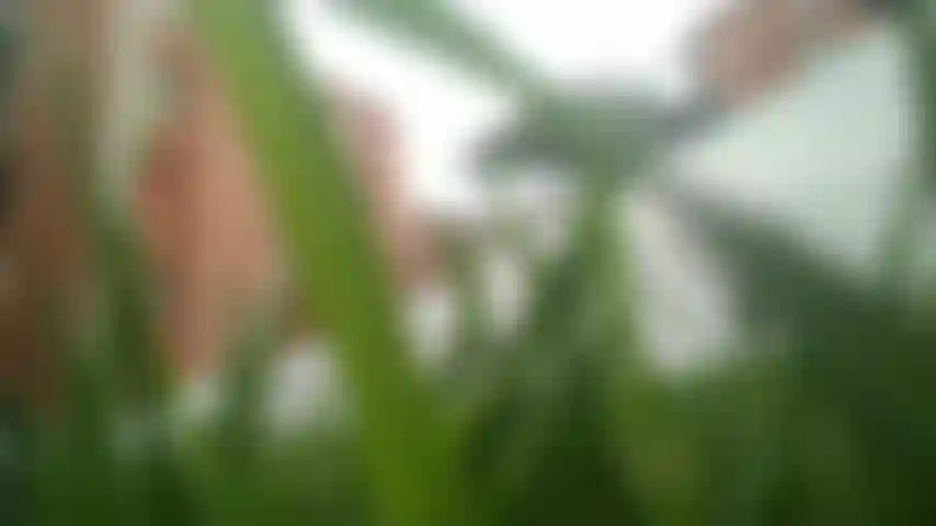 Macrofilia gigantismo pies fetiche amante mara.